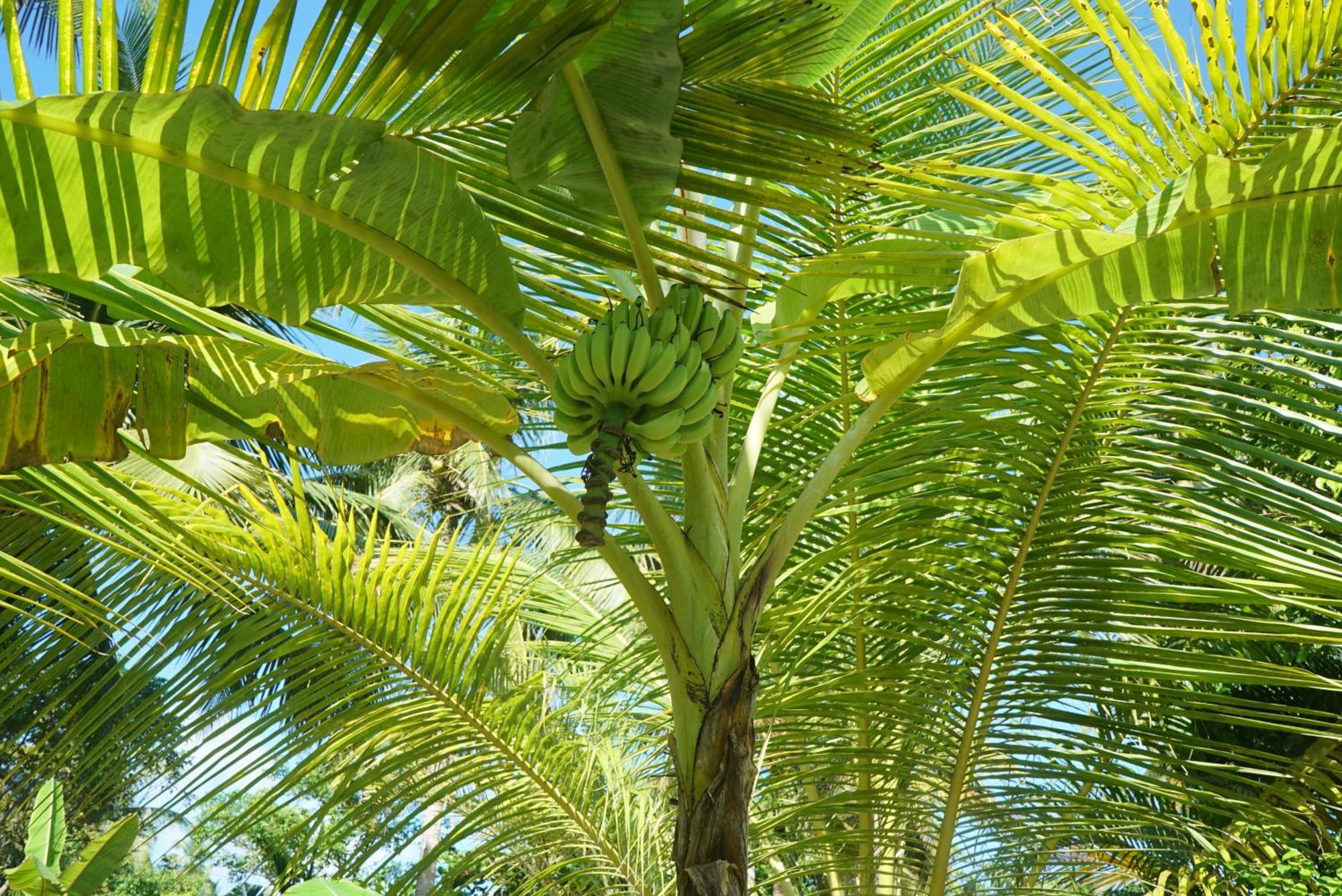 Red Coconut Villa Bentota Exterior photo